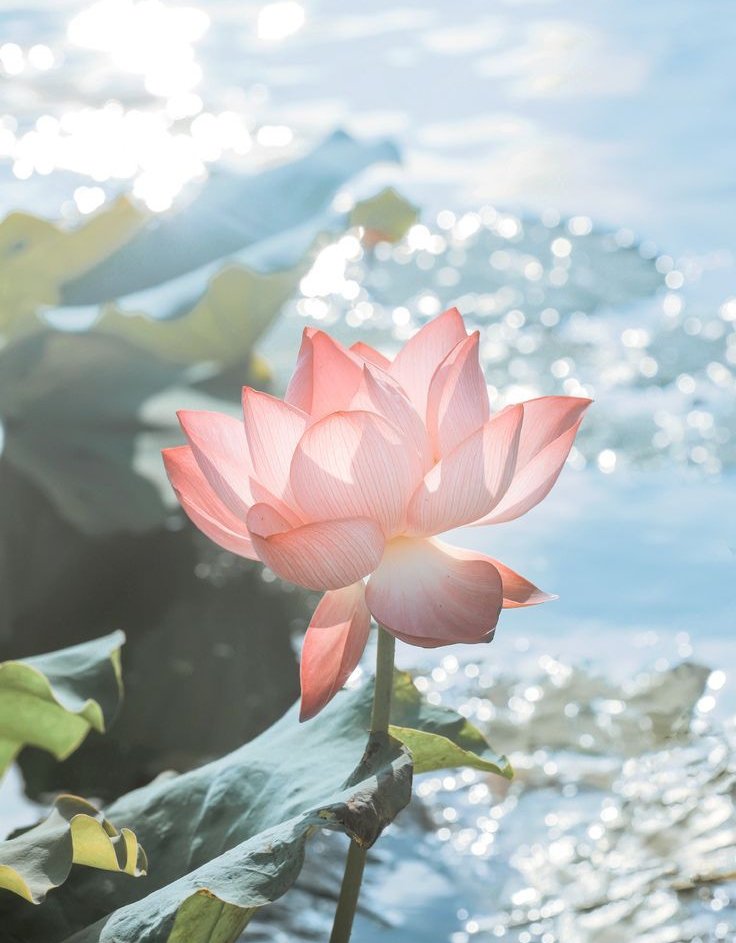 연꽃 (Nelumbium speciosum...?)