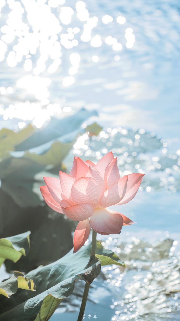 Purity